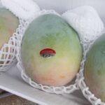 キーツマンゴー（優品）約1kg（1~2個） 沖…