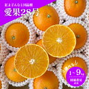 【2026年11月下旬から発送予定】 愛果28号…